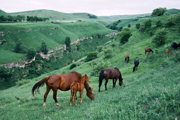 Naklejka na ściany i meble herd of horses in a field green grass landscape wilderness