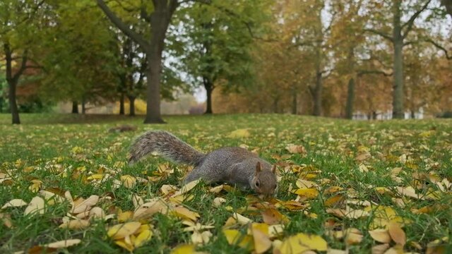 Close up grey squirrel foraging in slow motion