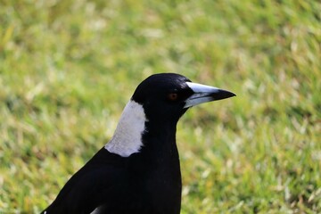 Fototapeta premium The Australian magpie (Gymnorhina tibicen) is a medium-sized black and white passerine bird native to Australia and southern New Guinea