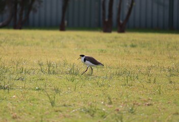 The masked lapwing (Vanellus miles) is a large, common and conspicuous bird native to Australia, particularly the northern and eastern parts of the continent