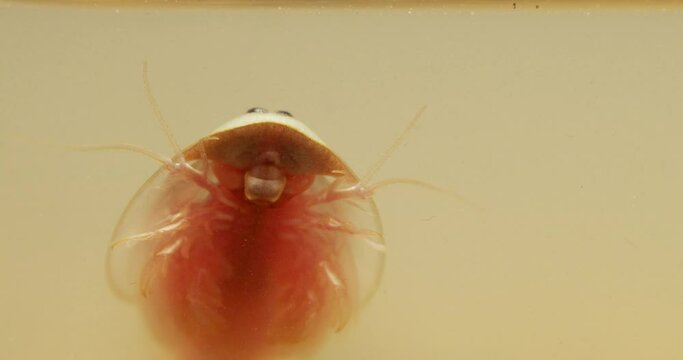 Triops longicaudatus, American tadpole shrimp, descending from water surface.