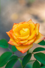 Fototapeta na wymiar Yellow-red rose on a green blurred background.
