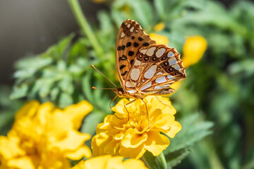 A butterfly, a queen of Spain fritillary, lat. Issoria lathonia, sitting on a yellow flower and drinks nectar with its proboscis. Butterfly collects nectar on flower.