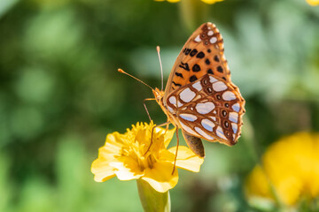 Obraz premium A butterfly, a queen of Spain fritillary, lat. Issoria lathonia, sitting on a yellow flower and drinks nectar with its proboscis. Butterfly collects nectar on flower.