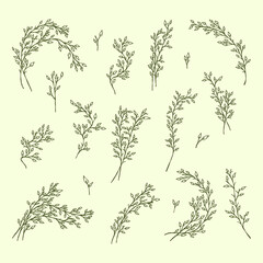 botanical set with minimal line art sketches