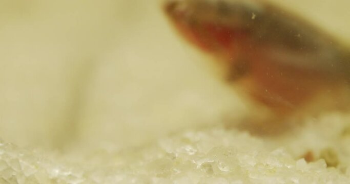 Triops longicaudatus, American tadpole shrimp, tail closeup.