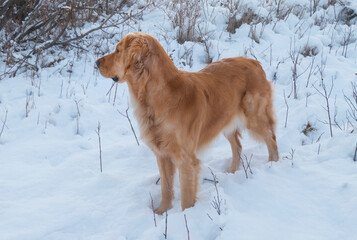 golden retriever in snow