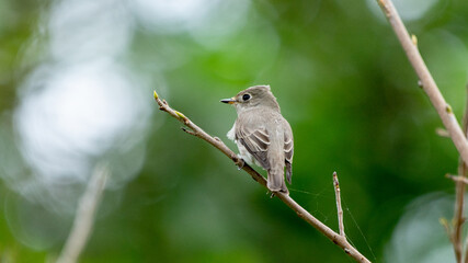 Flycatcher small bird in thailand