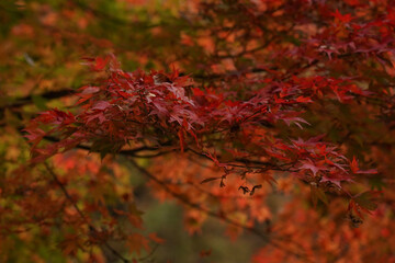 red autumn leaves