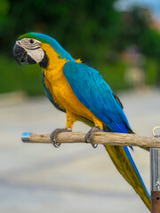 Blue and Yellow Macaw Bird standing on his perch on the Chaophraya river BKK Bangkok Thailand 