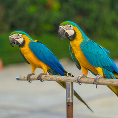 Blue and Yellow Macaw Bird standing on his perch on the Chaophraya river BKK Bangkok Thailand 