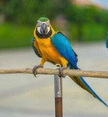 Blue and Yellow Macaw Bird standing on his perch on the Chaophraya river BKK Bangkok Thailand 