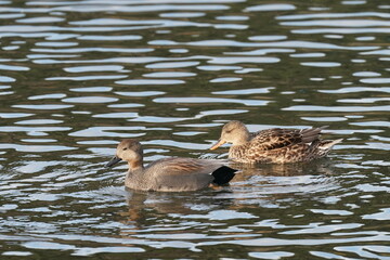 gadwall in the pond