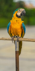 Blue and Yellow Macaw Bird standing on his perch on the Chaophraya river BKK Bangkok Thailand 