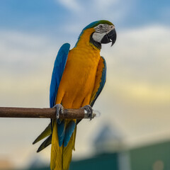 Blue and Yellow Macaw Bird standing on his perch on the Chaophraya river BKK Bangkok Thailand 