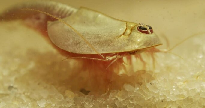 Triops longicaudatus, American tadpole shrimp, sifting through sand.