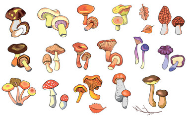Collection of hand drawn colorful mushrooms. Set of isolated edible and inedible fungus, vector illustration