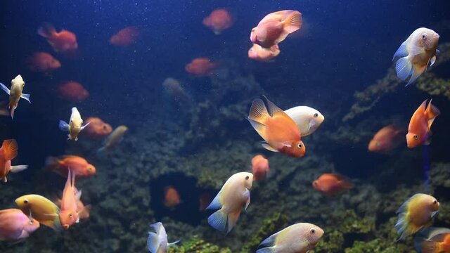 Astronotus ocellatus albino. Underwater video of the aquarium of sea fishes. Colorful environment