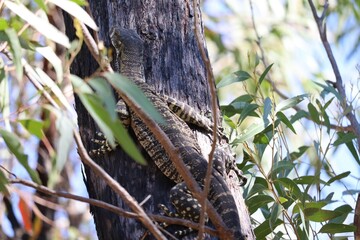 The lace monitor or tree goanna (Varanus varius) is a member of the monitor lizard family native to eastern Australia