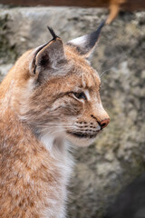 Portrait of The Eurasian lynx close-up, lat. Lynx lynx