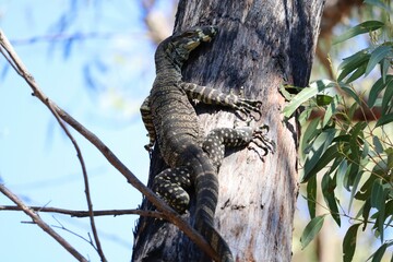 The lace monitor or tree goanna (Varanus varius) is a member of the monitor lizard family native to...