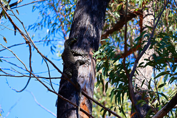 The lace monitor or tree goanna (Varanus varius) is a member of the monitor lizard family native to eastern Australia