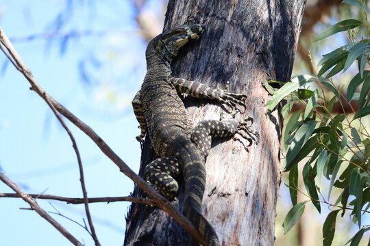 The lace monitor or tree goanna (Varanus varius) is a member of the monitor lizard family native to eastern Australia