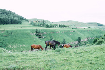 Naklejka na ściany i meble herd of horses in a field green grass landscape wilderness