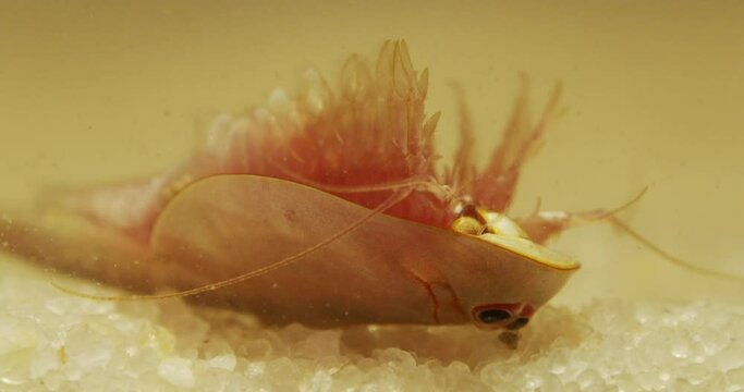Triops longicaudatus, American tadpole shrimp, upside down on sand.