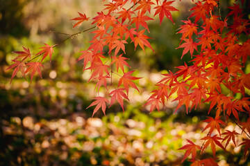公園の紅葉