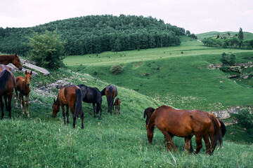 herd of horses in a field green grass landscape wilderness