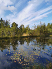 The mirror surface of a forest lake, in which trees with yellowing leaves and the sky with beautiful clouds are reflected.