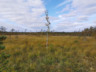 Obraz premium A thin little birch tree growing in a swamp, among the grass on the background of a beautiful sky with clouds.