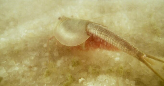 Triops longicaudatus, American tadpole shrimp, sifting through sand.