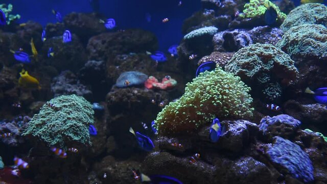 Cyphotilapia frontosa. Underwater photo of the aquarium of sea fishes. Colorful environment