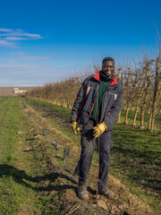 Fototapeta na wymiar Series of an African farmer planting fruit trees on a sunny winter day