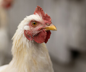 white hen looks angrily at the viewer. portrait of an angry domestic chicken