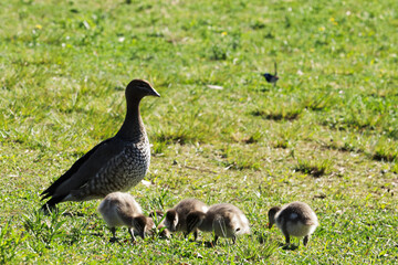 The Australian wood duck, maned duck or maned goose (Chenonetta jubata) is a dabbling duck found throughout much of Australia. Parent ducks and ducklings feeding in Australian wetlands.