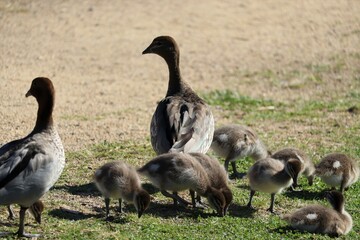 The Australian wood duck, maned duck or maned goose (Chenonetta jubata) is a dabbling duck found throughout much of Australia. Parent ducks and ducklings feeding in Australian wetlands.