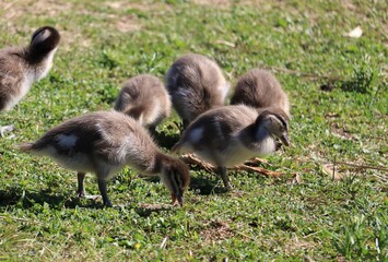 The Australian wood duck, maned duck or maned goose (Chenonetta jubata) is a dabbling duck found throughout much of Australia. Parent ducks and ducklings feeding in Australian wetlands.