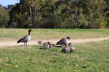 The Australian wood duck, maned duck or maned goose (Chenonetta jubata) is a dabbling duck found throughout much of Australia. Parent ducks and ducklings feeding in Australian wetlands.