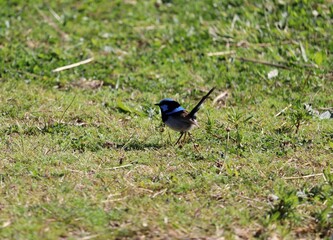 The superb fairywren (Malurus cyaneus) is a passerine bird in the Australasian wren family, Maluridae, and is common and familiar across south-eastern Australia. 
