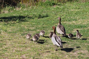 The Australian wood duck, maned duck or maned goose (Chenonetta jubata) is a dabbling duck found throughout much of Australia. Parent ducks and ducklings feeding in Australian wetlands.