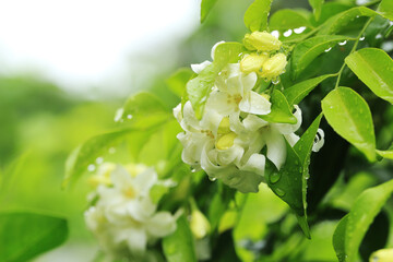 White orange jasmine flowers after rain with raindrops cover on bunch.