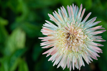 Above view of the beauty of flower petals Transvaal daisy. Gradation of yellow to white and pink ends. wiht blurred of green leaves.