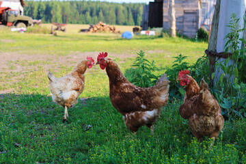 Курицы в селе Сулем(Сулём), Свердловская область, июнь 2021 год. 