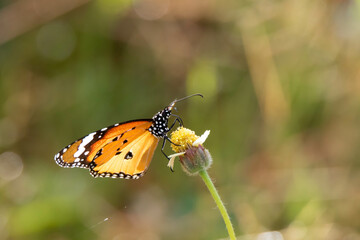 butterfly on a flower