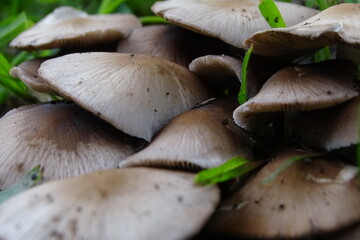 Mushrooms	