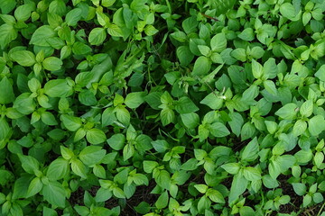 Green Leaves