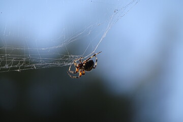 Spider On Web (Neoscona oaxacensis)	